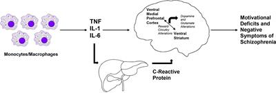 Inflammation and Negative Symptoms of Schizophrenia: Implications for Reward Processing and Motivational Deficits